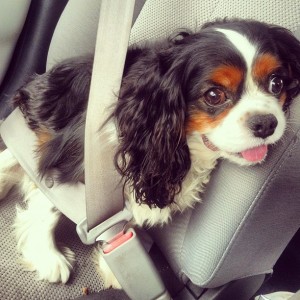 dog in seatbelt 300x300 Safe Driving With Dogs